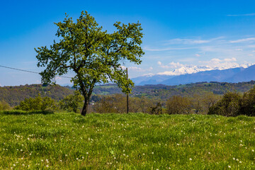 Fototapeta premium Panoramic view of the still snow-capped Pyrenees chain in spring from the hillsides of Gan