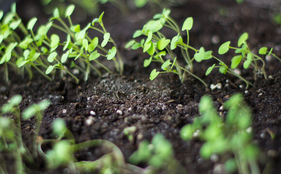 Close-up of fresh green seedlings growing in organic soil with bokeh background.