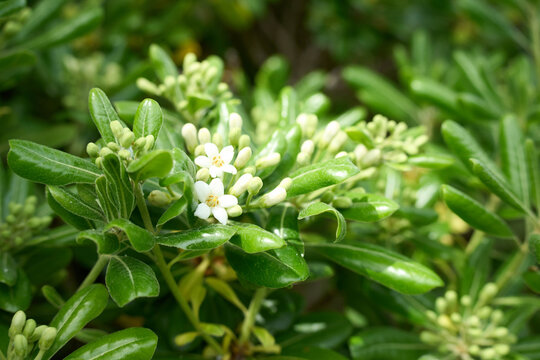 natural cheesewood flowers blooming
