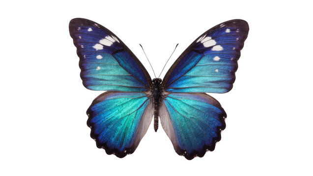 Vibrant Blue Morpho Butterfly with Detailed Wing Patterns