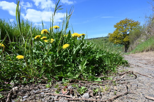 Bl&uuml;hender L&ouml;wenzahn auf einem Feldweg in Schaumburg