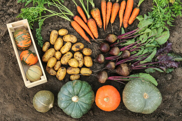 Autumn vegetable harvest of fresh dirty carrot, beetroot, pumpkin and potato on soil ground in...
