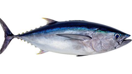 Fototapeta premium Fresh Bluefin Tuna Fish Side View with Silver Fins and Dark Tail