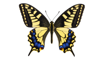 Eastern Tiger Swallowtail Butterfly with Yellow Wings and Blue Spots © Andrei