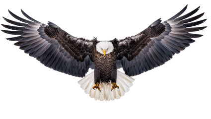 Fototapeta premium Majestic Bald Eagle Soaring with Fully Extended Wings
