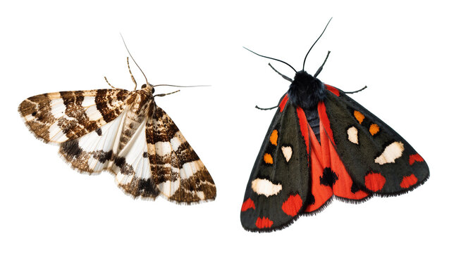 Two Moths with Gray and Black Pattern and Red Black Spotted Wings