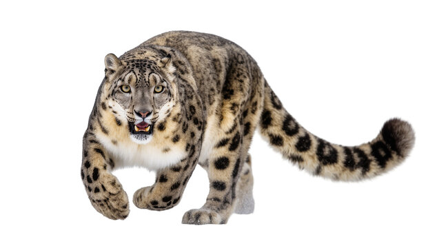 Gray Snow Leopard Crouching with Open Mouth and Visible Teeth