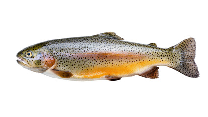 Obraz premium Rainbow trout fish with orange stripe side view