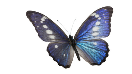 Blue iridescent Butterfly with White Spots and Delicate Antennae © Andrei