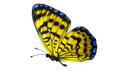 Yellow black patterned butterfly with blue wing accents © Andrei