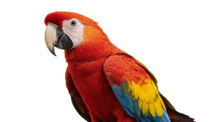 Fototapeta premium Scarlet Macaw Parrot Head Profile View with Yellow Wing Feathers