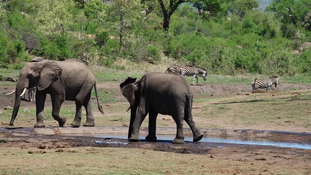 View of elephants and zebras at a waterhole in Kruger National Park, Skukuza, Mpumalanga, South Africa.
