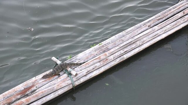 monitor lizard slowly crawling on bamboo trash barrier traps in urban canal