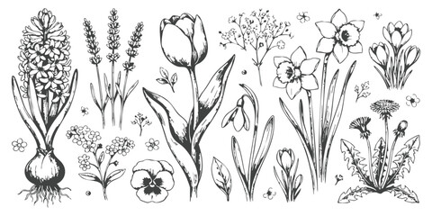Set of hand drawn spring flowers including tulips daffodils lavender and hyacinth sketches © ZenVectors