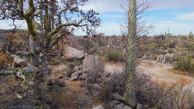 Aerial views capture sunrise over Catavina in Baja California, showcasing the unique plants in desert oasis and rocky landscape.