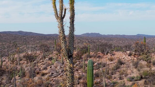 Aerial views capture the beauty of the cirios cactus in Catavina, showing desert life including cordon, and elephant trees in Baja California