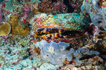 coral reef with fish © Evgenios