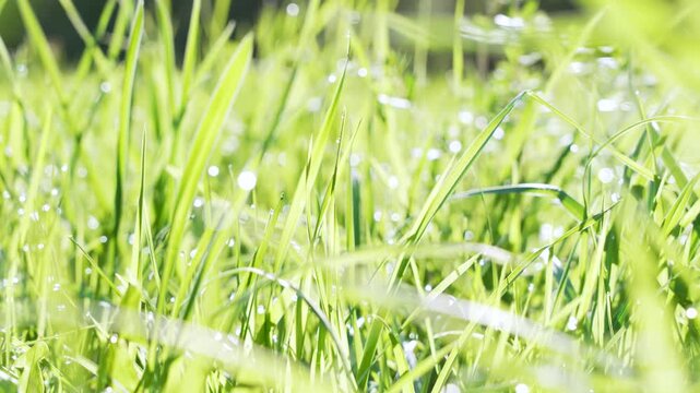 Fresh green grass covered with sparkling morning dew in bright sunlight creating soft bokeh highlights. Nature macro showing vibrant blades, freshness, spring growth, calm outdoor environment.