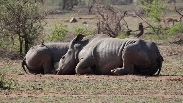 View of two rhinoceroses resting on the ground with oxpeckers on their backs in the savanna of Kruger National Park, Skukuza, Mpumalanga, South Africa.