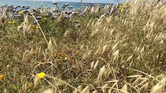 spring wild oat and blue statice on the Mediterranean coast, slow motion
