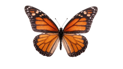 Monarch Butterfly with Orange Wings and Black Veins Pattern © Marigold