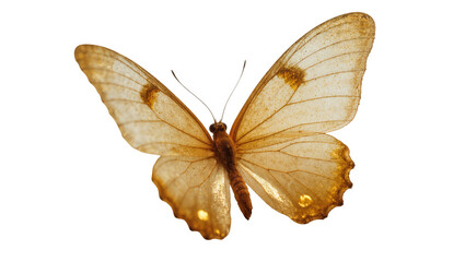 Golden brown butterfly with delicate wings and patterned markings © Marigold
