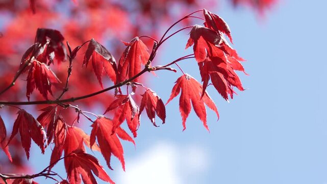Close up of red maple leaves glowing in sunlight against a blue sky background. Acer foliage with sharp detail and vibrant color creates striking natural composition.