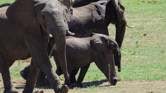 View of an adult African elephant and its young calf standing in the savanna of Kruger National Park with green bushes and dry grass in Skukuza, Mpumalanga, South Africa.