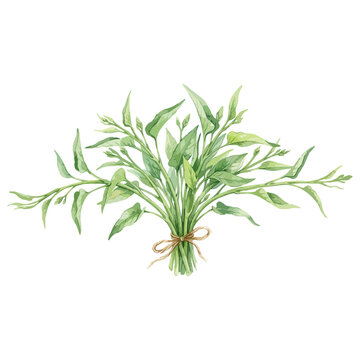 ■説明文（約50文字）

空芯菜（エンサイ）を描いた水彩風イラスト。中華料理などに使われる葉物野菜で、料理や食材イメージに活用できます。