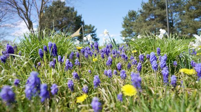 Low angle spring meadow with grape hyacinth flowers. Muscari, dandelion and white narcissus bloom in fresh green grass.