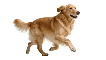 Golden Retriever Dog Running with Fluffy Mane and Tail © Cedric