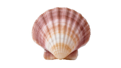 Fototapeta premium Pink beige scallop seashell with textured ridges and a small base