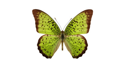 Green speckled butterfly with brown edges and delicate body © Cedric