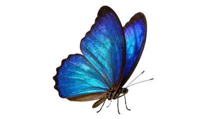 Vibrant iridescent Blue Morpho Butterfly with Delicate Legs and Wings © Cedric