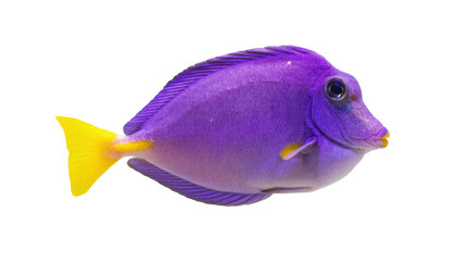 Vibrant Purple Tang Fish with Yellow Tail Fin © Cedric
