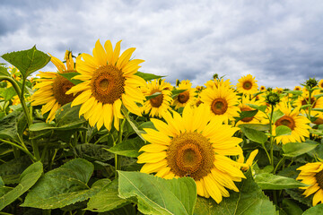 Obraz premium Sonnenblumenfeld zwischen Stäbelow und Clausdorf bei Rostock