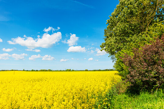 Bl&uuml;hendes Rapsfeld mit B&auml;umen und blauem Himmel in der N&auml;he von Rostock