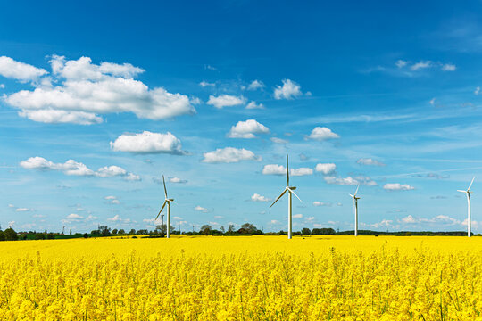 Bl&uuml;hendes Rapsfeld mit Windr&auml;der und blauem Himmel in der N&auml;he von Rostock