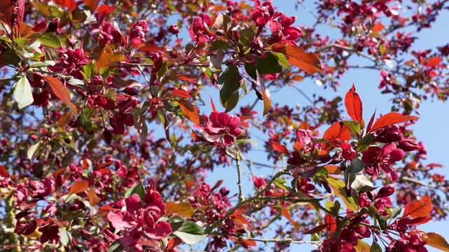 Red crabapple blossoms bloom on sunlit branches. Malus flowers and bronze leaves create a vivid spring garden scene.