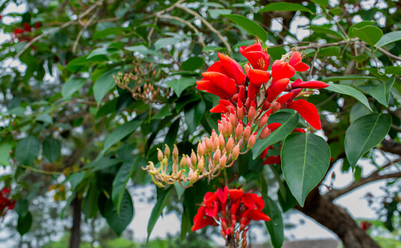 Close up of vibrant red Osaka flowers (Erythrina fusca) on tree branches