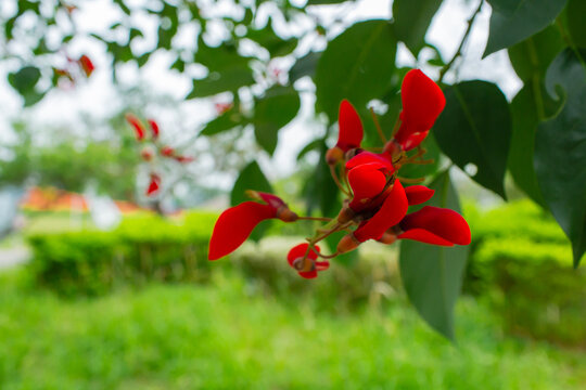 Close up of vibrant red Osaka flowers (Erythrina fusca) on tree branches