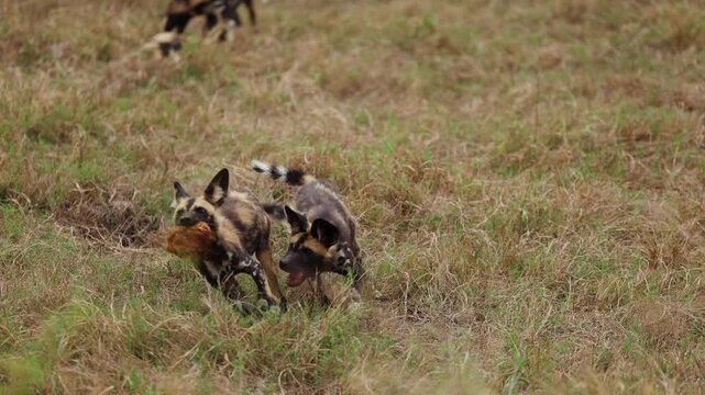 View of African wild dogs running through the dry grass of the savanna with one carrying prey in Kruger Park, Mpumalanga, South Africa.