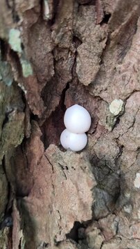 White gecko eggs attached inside tamarind tree bark crevice showing natural reptile nesting behavior detail