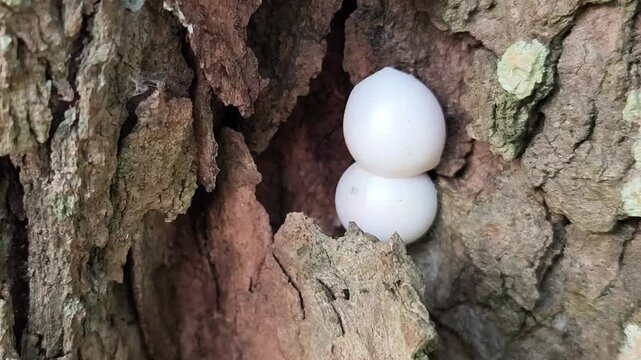 White gecko eggs attached inside tamarind tree bark crevice showing natural reptile nesting behavior detail