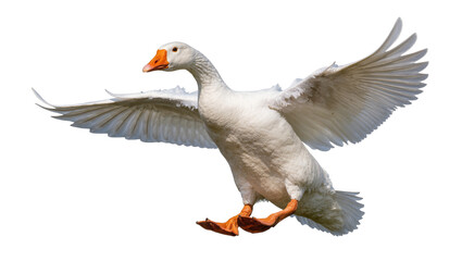 Flying Gray Goose with Orange Beak and Extended Wings © Elowen