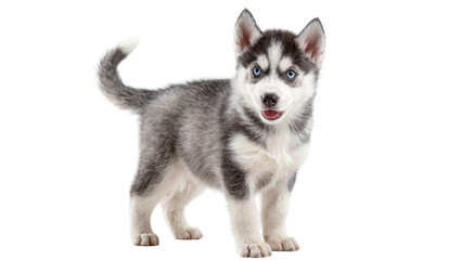 Gray fluffy Siberian Husky puppy standing and looking up © Elowen