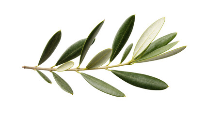 Green Olive Branch with Small Berries and Textured Leaves © Elowen