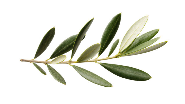 Green Olive Branch with Small Berries and Textured Leaves