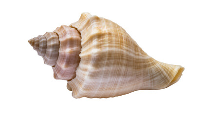 Obraz premium Large spiral seashell with pink beige, and white striped texture