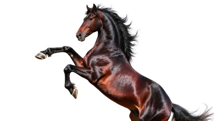 Dynamic black Friesian horse rearing up on hind legs © Elowen